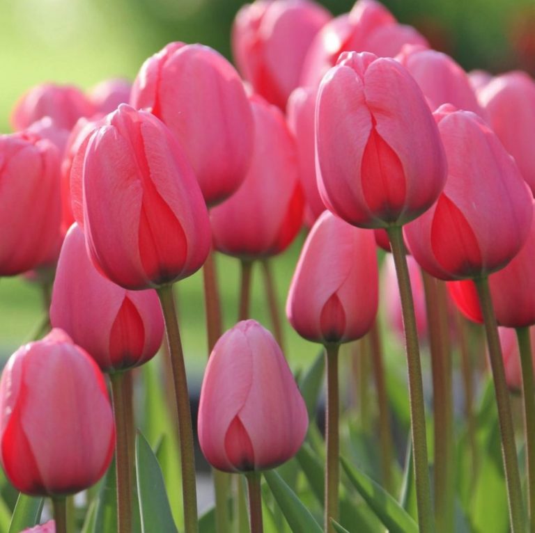 10 Spring Blooming Pink Tulips