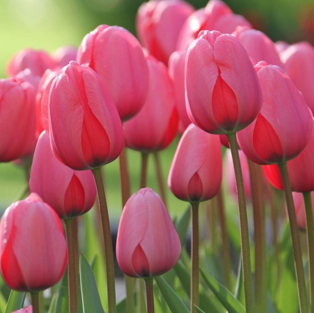 Pink Impression Tulip #Tulips #PinkTulips #SpringBlooming #SpringTulips #SpringFlowers #Tulips #SpringBulbs #FallPlanting #Gardening #FallisForPlanting