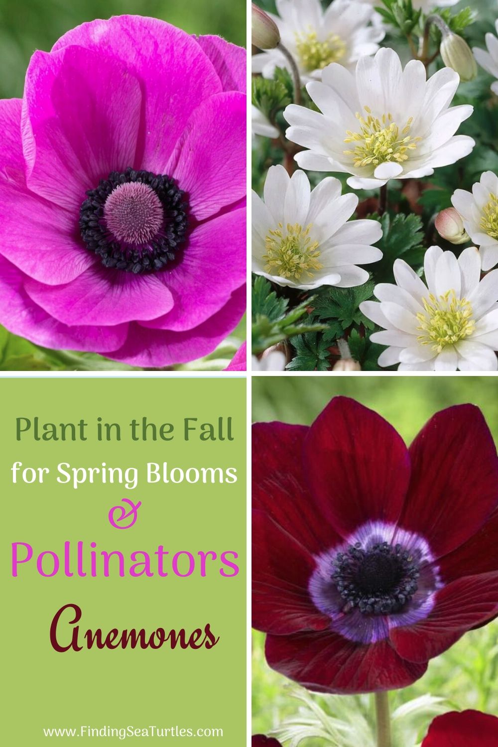 5 Spring Blooming Anemone