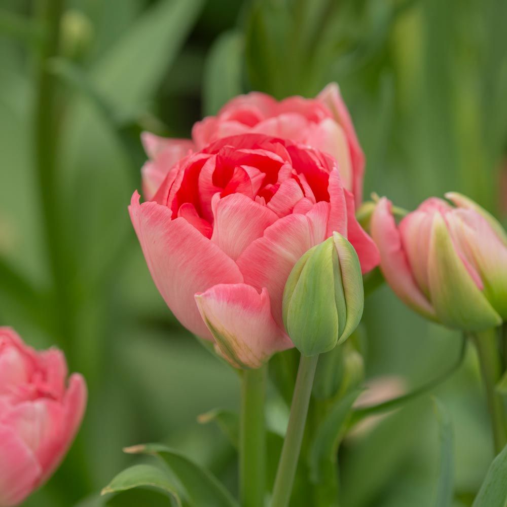 Spring Blooming Pink Tulips Princess Angélique Tulip #Tulips #PinkTulips #SpringBlooming #SpringTulips #SpringFlowers #Tulips #SpringBulbs #FallPlanting #Gardening #FallisForPlanting 