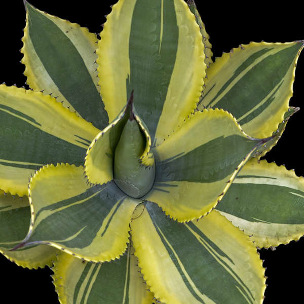 Bats as Pollinators Ripple Effect Agave #Bats #BenefitsofBats #InsectControl #Pollinators #Gardening #SeedDispersal #OrganicGardening