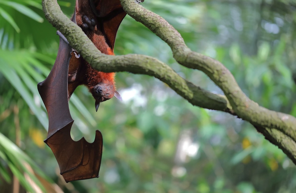 Invaluable to the Ecosystem Singapore Zoo, Singapore #Bats #BenefitsofBats #InsectControl #Pollinators #Gardening #SeedDispersal #OrganicGardening