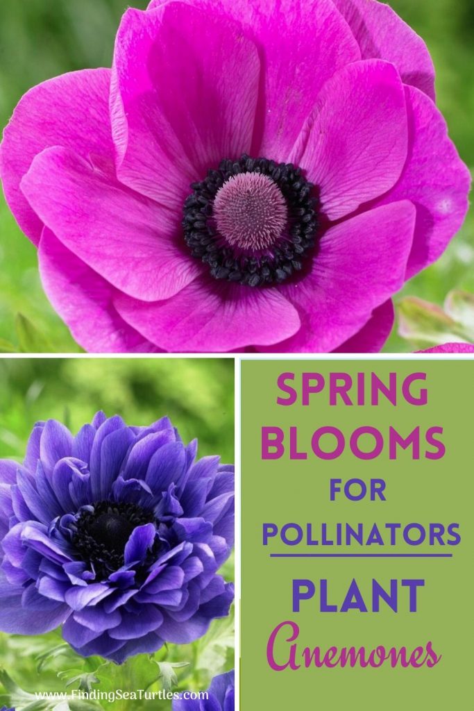 5 Spring Blooming Anemone