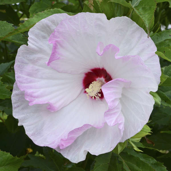Companion Plants for BalletSlippers Hibiscus Ballet Slippers Hibiscus #Hummingbirds #Pollinators #AttractHummingbirds #Gardeningfor Pollinators #OrganicGardening #SummerificWeek #SummerificHibiscus #WaltersGardens 