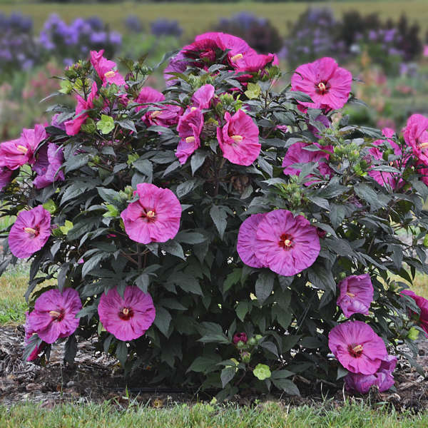 2019 Proven Winners National Perennial of the Year Berry Awesome Hibiscus #BeeFriendly #AttractsButterflies #Pollinators #GardeningforPollinators #OrganicGardening #SummerificWeek #SummerificHibiscus #WaltersGardens