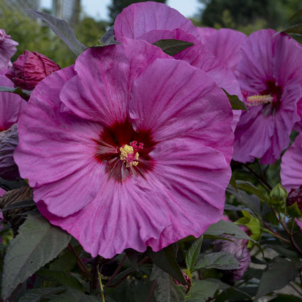 Grow Berry Awesome Hibiscus Berry Awesome Hibiscus #BeeFriendly #AttractsButterflies #Pollinators #GardeningforPollinators #OrganicGardening #SummerificWeek #SummerificHibiscus #WaltersGardens