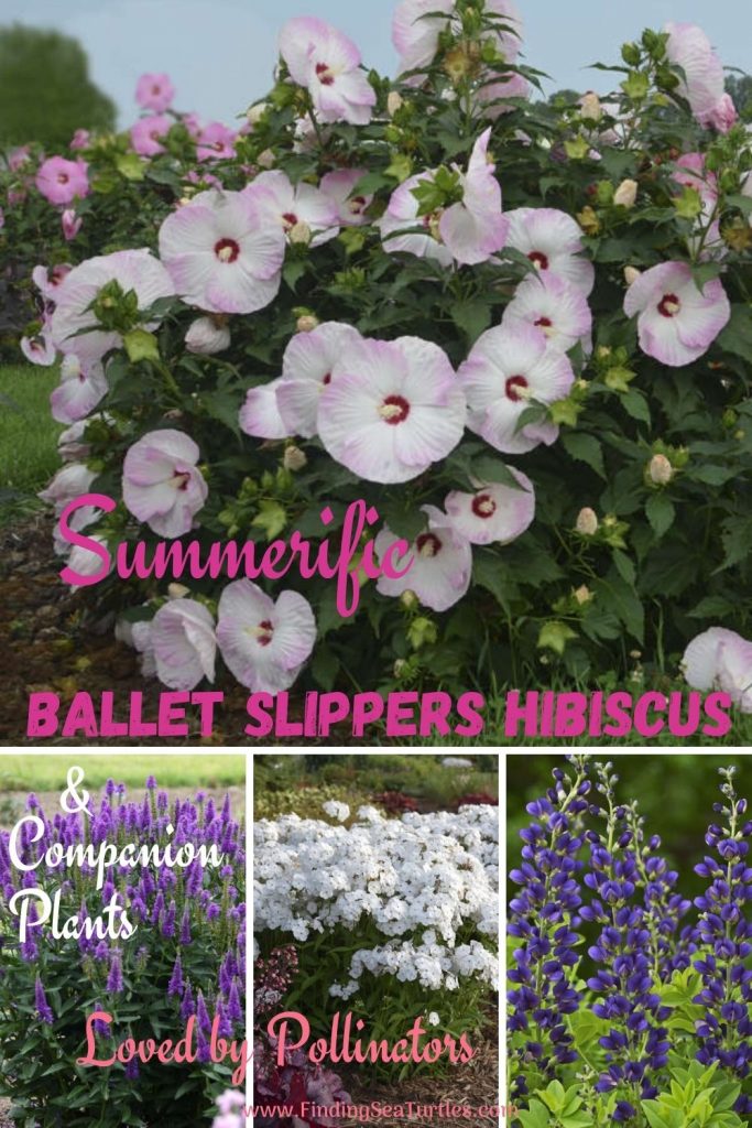 hibiscus balletslippers