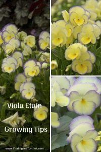 Grow Viola Etain Viola Etain Growing Tips #Viola #ViolaEtain #AttractsButterflies #Pollinators #GardeningforPollinators #OrganicGardening #HowtoGrowViola #WaltersGardens