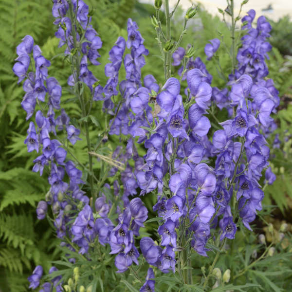 Berry Awesome Hibiscus Companion Plants Aconitum fischeri #BeeFriendly #AttractsButterflies #Pollinators #GardeningforPollinators #OrganicGardening #SummerificWeek #SummerificHibiscus #WaltersGardens