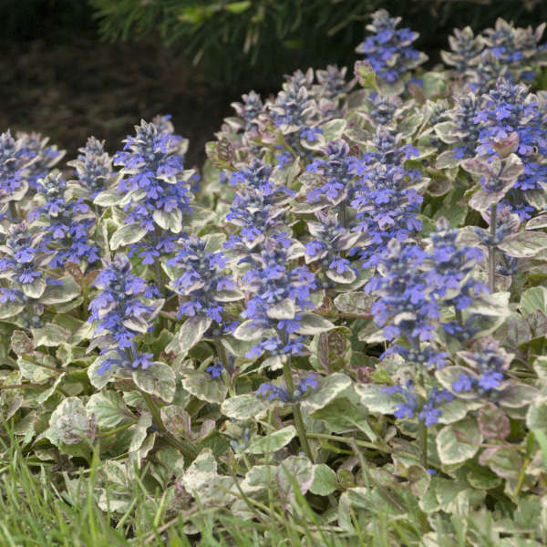 Grow Viola Etain Ajuga reptans Burgundy Glow #Viola #ViolaEtain #AttractsButterflies #Pollinators #GardeningforPollinators #OrganicGardening #HowtoGrowViola #WaltersGardens