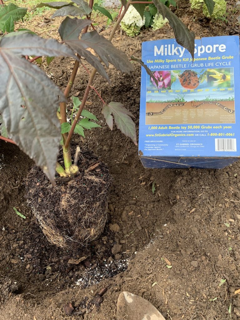 Grow Berry Awesome Hibiscus Soil Preparation #BeeFriendly #AttractsButterflies #Pollinators #GardeningforPollinators #OrganicGardening #SummerificWeek #SummerificHibiscus #WaltersGardens