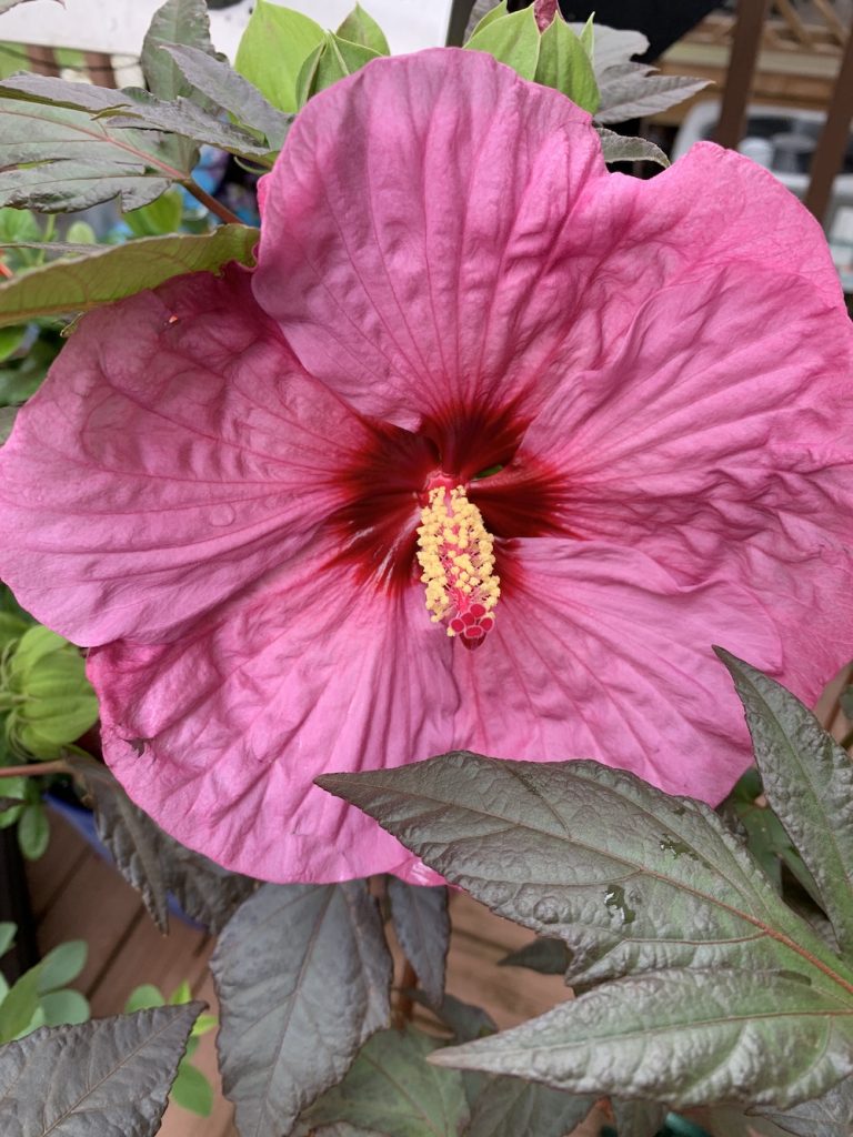 Perennial of the Year award Berry Awesome Bloom #BeeFriendly #AttractsButterflies #Pollinators #GardeningforPollinators #OrganicGardening #SummerificWeek #SummerificHibiscus #WaltersGardens