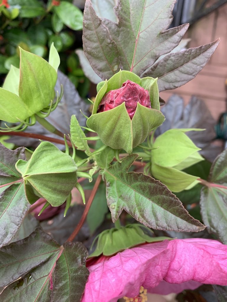 Perennial of the Year Winner Berry Awesome buds #BeeFriendly #AttractsButterflies #Pollinators #GardeningforPollinators #OrganicGardening #SummerificWeek #SummerificHibiscus #WaltersGardens