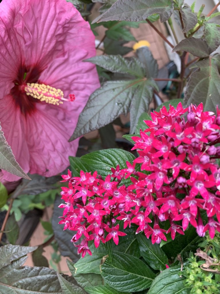 Grow Berry Awesome Hibiscus with Pentas #BeeFriendly #AttractsButterflies #Pollinators #GardeningforPollinators #OrganicGardening #SummerificWeek #SummerificHibiscus #WaltersGardens