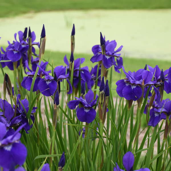 Grow Viola Etain Caesar's Brother Iris sibirica #Viola #ViolaEtain #AttractsButterflies #Pollinators #GardeningforPollinators #OrganicGardening #HowtoGrowViola #WaltersGardens