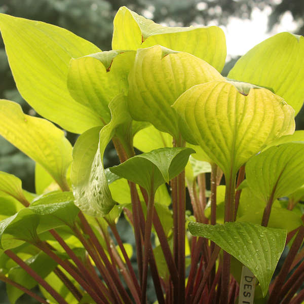 Companion Plant for Violets Designer Genes Hosta #Viola #ViolaEtain #AttractsButterflies #Pollinators #GardeningforPollinators #OrganicGardening #HowtoGrowViola #WaltersGardens