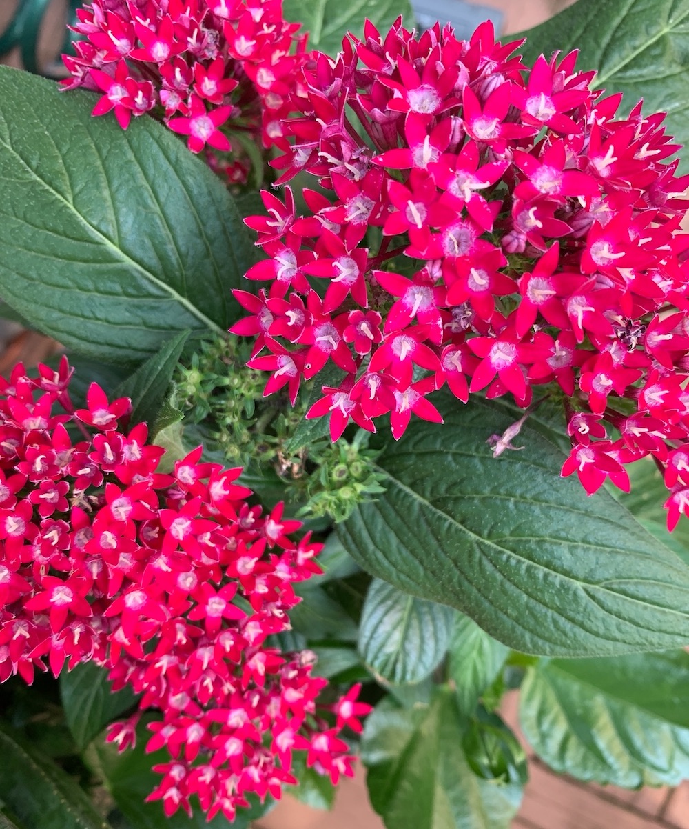 Image of Fuchsia companion plant for hibiscus