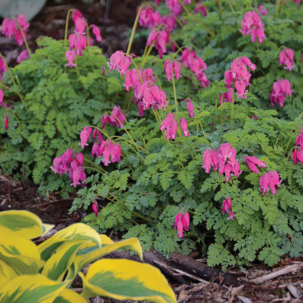 Companion Plants for Violets King of Hearts Dicentra #Viola #ViolaEtain #AttractsButterflies #Pollinators #GardeningforPollinators #OrganicGardening #HowtoGrowViola #WaltersGardens