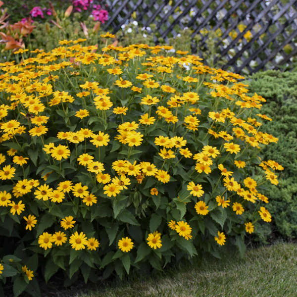 Pollinator Friendly Tuscan Sun Heliopsis helianthoides #BeeFriendly #AttractsButterflies #Pollinators #GardeningforPollinators #OrganicGardening #SummerificWeek #SummerificHibiscus #WaltersGardens