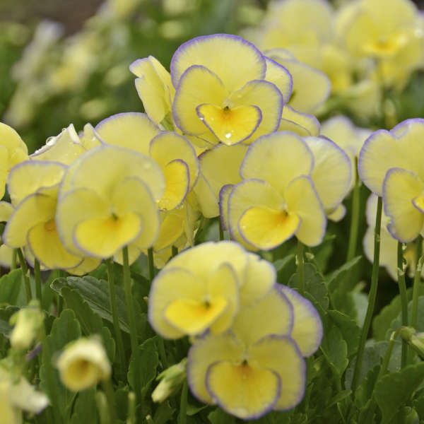 How to Grow Viola Etain Viola Etain #Viola #ViolaEtain #AttractsButterflies #Pollinators #GardeningforPollinators #OrganicGardening #HowtoGrowViola #WaltersGardens