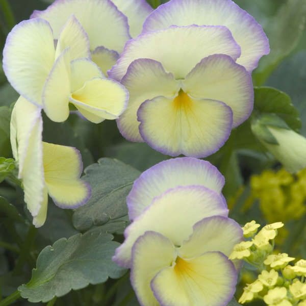 Commonly Known as Violets and Pansy Viola Etain #Viola #ViolaEtain #AttractsButterflies #Pollinators #GardeningforPollinators #OrganicGardening #HowtoGrowViola #WaltersGardens 