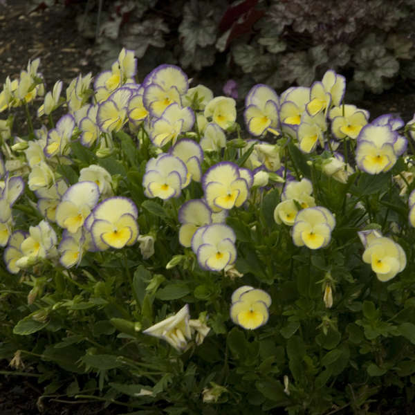 Grow Viola Etain Viola Etain #Viola #ViolaEtain #AttractsButterflies #Pollinators #GardeningforPollinators #OrganicGardening #HowtoGrowViola #WaltersGardens 