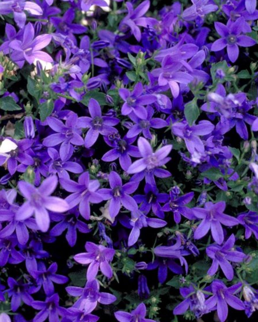 колокольчик пожарского