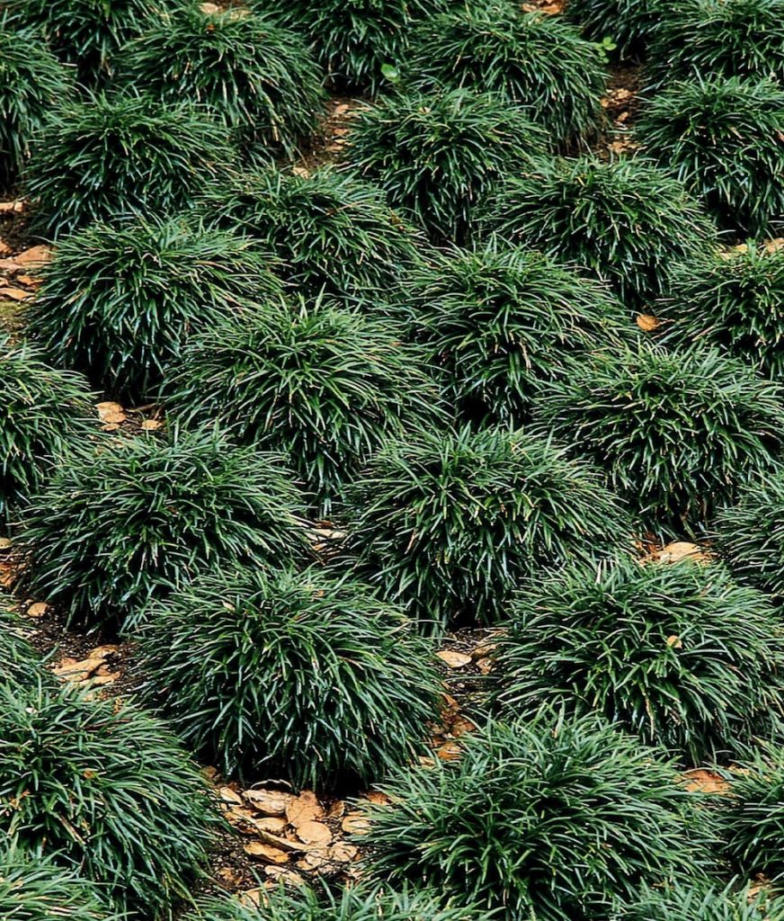 As seen in Japanese Gardens Dwarf Mondo Grass #FootTrafficPlants #LowGrowingPlants #FootTrafficTolerant #Gardening #PlantstoWalkOn #LawnSubstitute 
