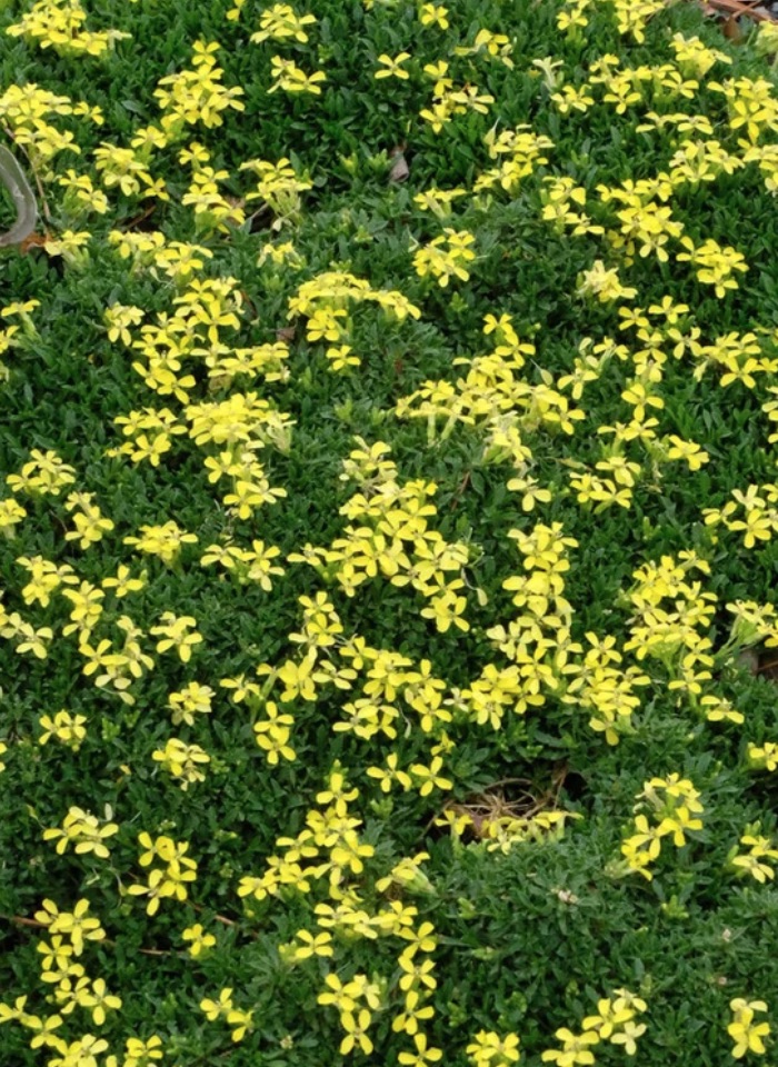 Dense Ground Cover Pretty Mustard Wallflower #FootTrafficPlants #LowGrowingPlants #FootTrafficTolerant #Gardening #PlantstoWalkOn #LawnSubstitute 