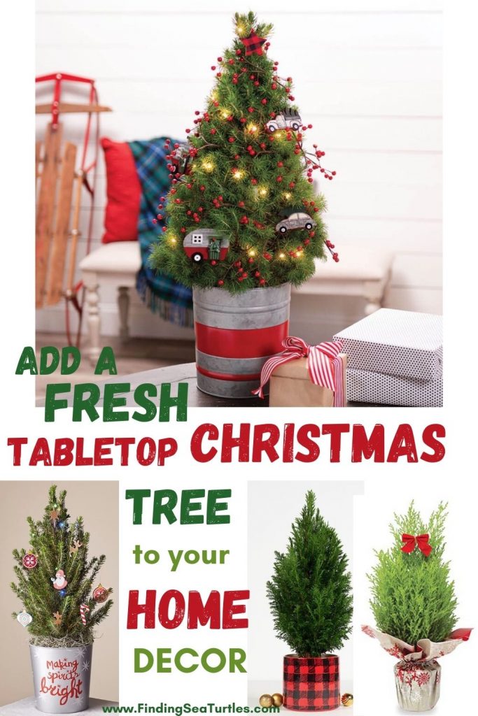 Fresh Tabletop Christmas Trees Add a Fresh Tabletop Christmas Tree to Your Home Decor #FreshMiniTree #MiniChristmasTree #TabletopChristmasTree #OnlineFlowers #ChristmasTrees #ChristmasTabletopTree 