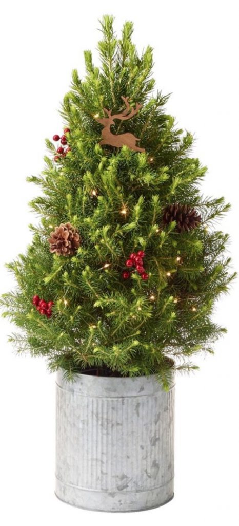 Best Fresh Tabletop Christmas Trees Christmas Reindeer Live Tree With Lights by LLBean #FreshMiniTree #MiniChristmasTree #TabletopChristmasTree #OnlineFlowers #ChristmasTrees #ChristmasTabletopTree 