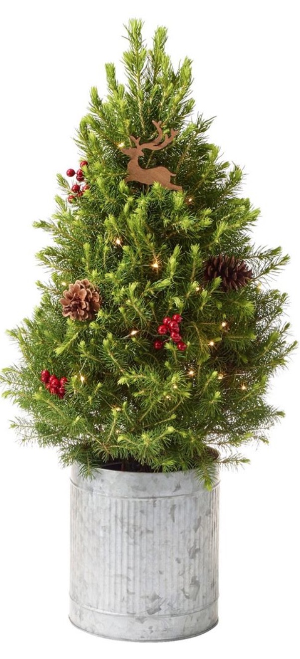 Best Fresh Tabletop Christmas Trees