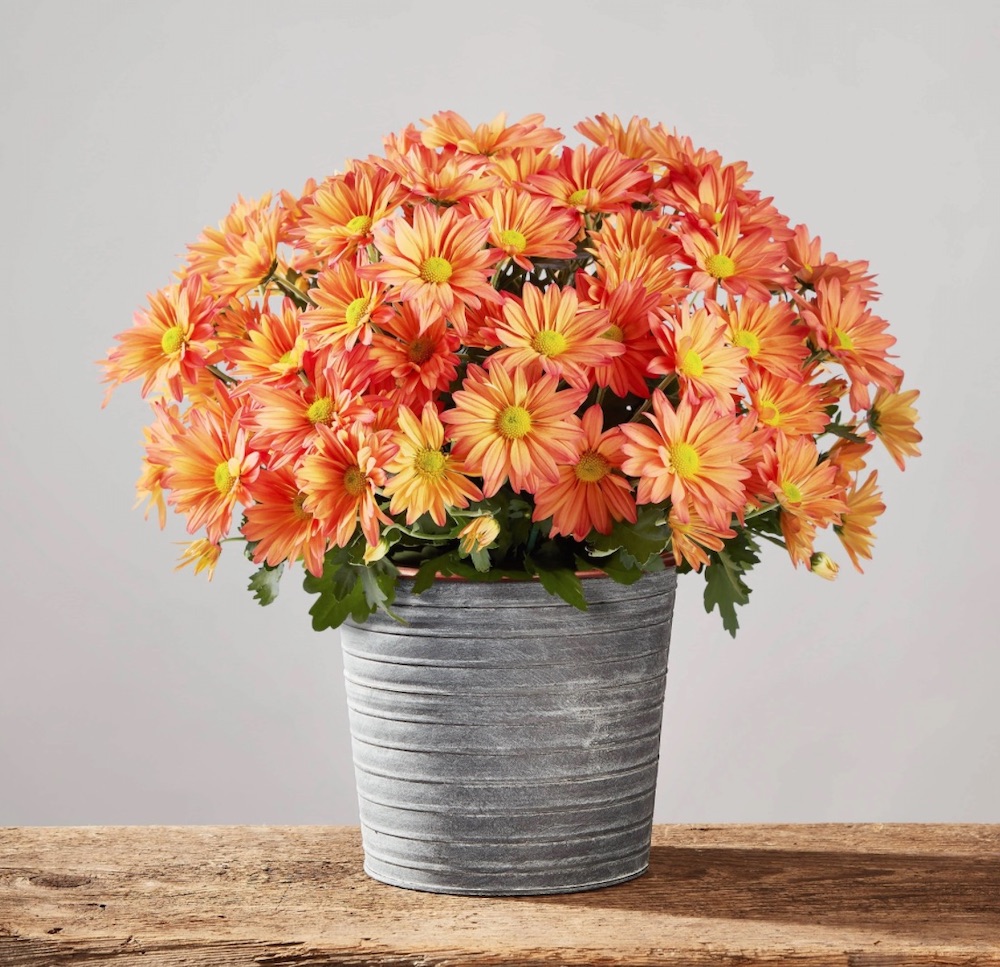 The Rustic Home Chrysanthemum Blooming Plant by Plants com #FreshFlowers #flowerdelivery #bouquets #OnlineFlowers #FlowersOnline #AutumnFlowers #FallFlowers #ThanksgivingFlowers