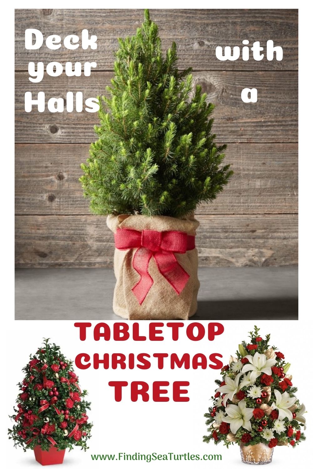 Best Fresh Tabletop Christmas Trees