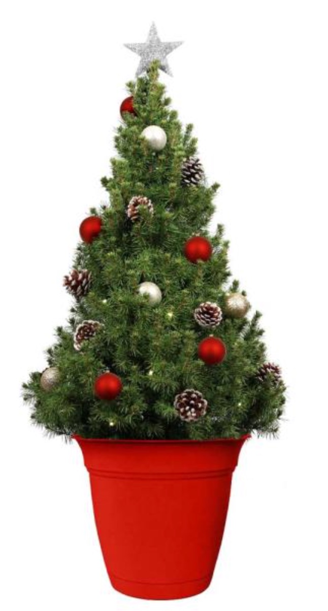 Best Fresh Tabletop Christmas Trees