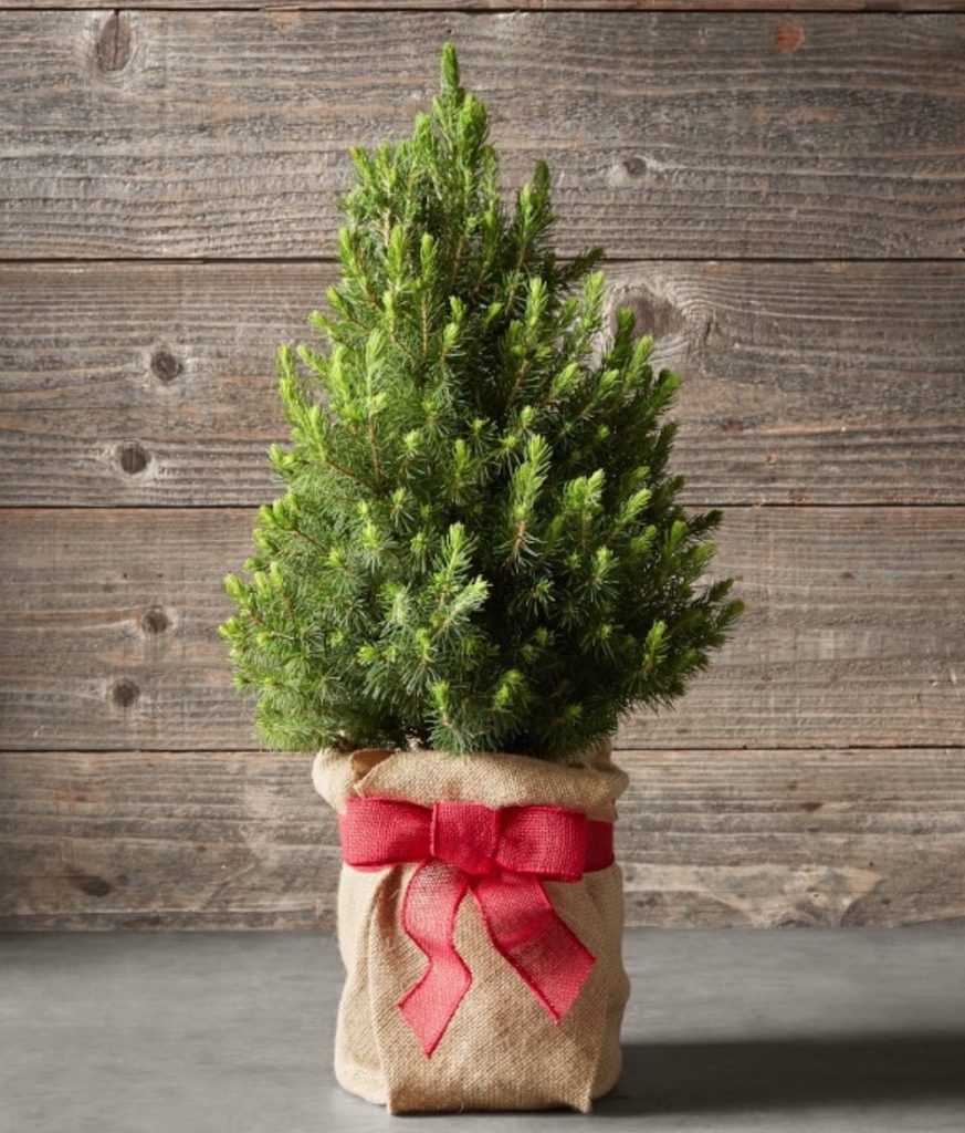 Celebrate the Holiday Season Mini Fresh Tabletop Tree with Burlap Wrap by William Sonoma #FreshMiniTree #MiniChristmasTree #TabletopChristmasTree #OnlineFlowers #ChristmasTrees #ChristmasTabletopTree 