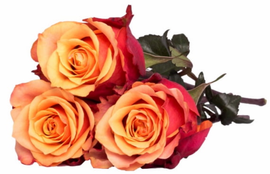 Best Online Thanksgiving Flowers Orange Box by A100Roses #FreshFlowers #flowerdelivery #bouquets #OnlineFlowers #FlowersOnline #AutumnFlowers #FallFlowers #ThanksgivingFlowers