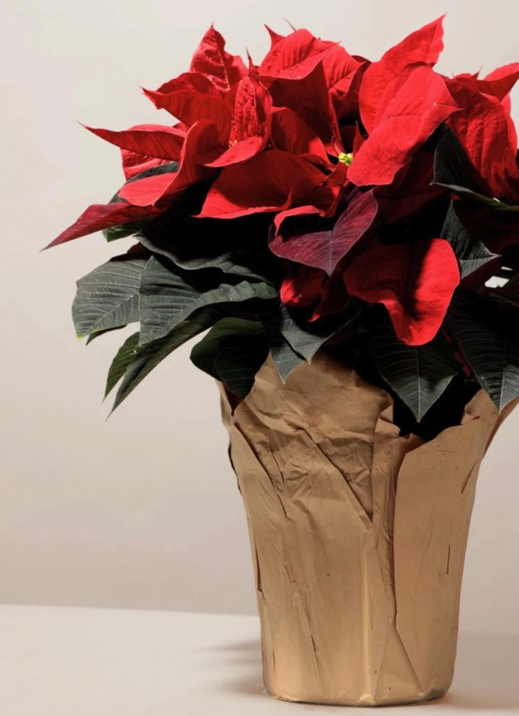 Best Online Christmas Flowers Poinsettia by The Sill #FreshFlowers #FlowerDelivery #bouquets #OnlineFlowers #FlowersOnline #Christmas #ChristmasFlowers #FestiveFlowers