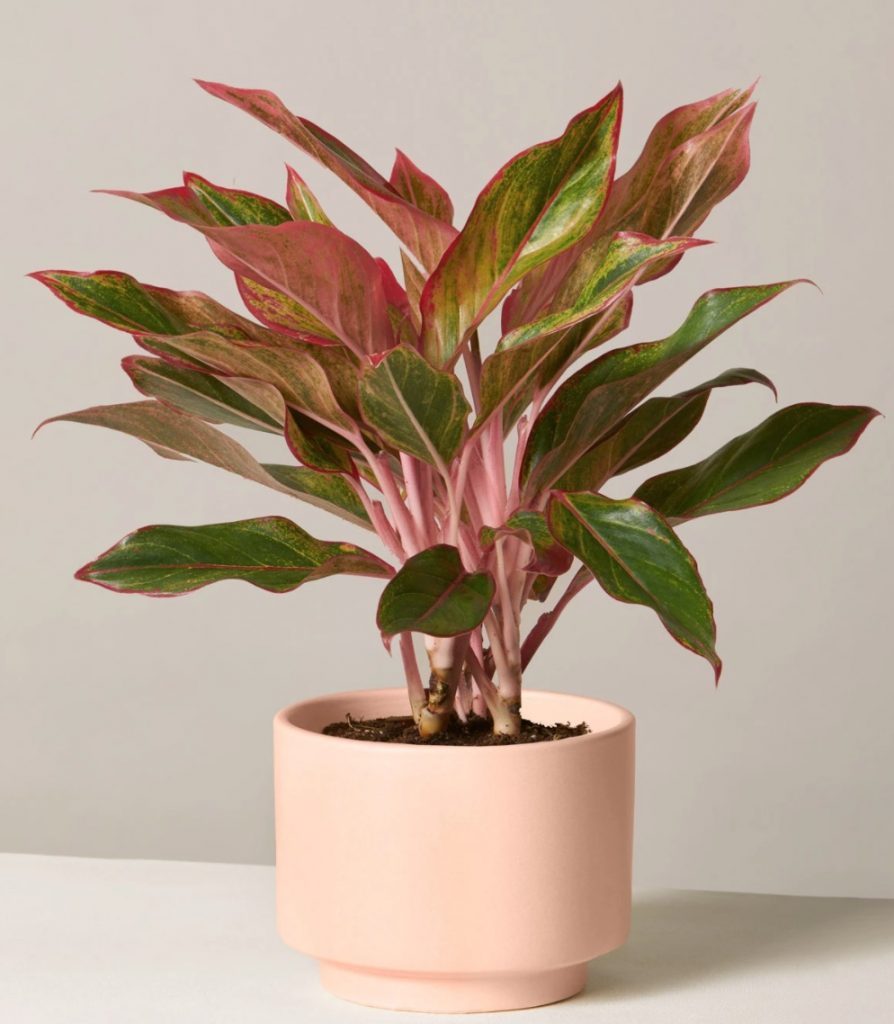 Best Online Thanksgiving Flowers Red Aglaonema by the Sill #FreshFlowers #flowerdelivery #bouquets #OnlineFlowers #FlowersOnline #AutumnFlowers #FallFlowers #ThanksgivingFlowers