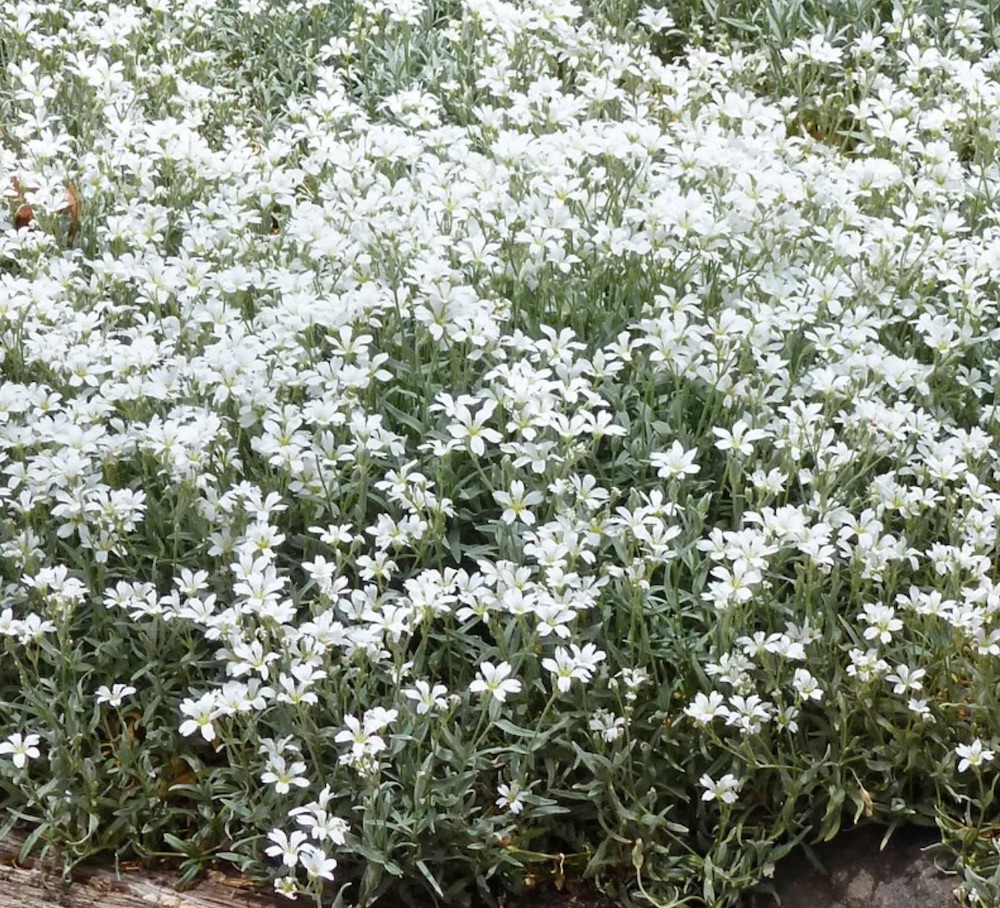 Drought Tolerant Ground Cover Snow-in-Summer #LawnSubstitute #Gardening #ReplaceYourGrass #NoMowGrassAlternative #GrassAlternatives #LawnAlternatives