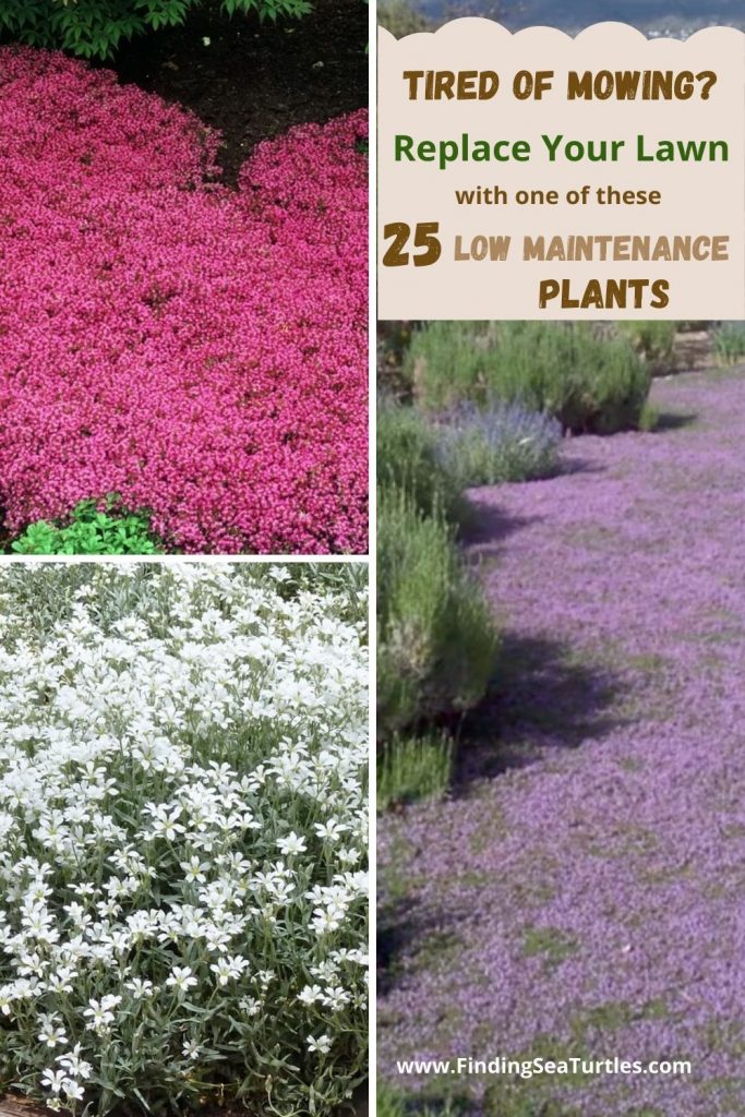 TIRED OF MOWING Replace Your Lawn with one of these 25 low Maintenance Plants #LawnSubstitute #Gardening #ReplaceYourGrass #NoMowGrassAlternative #GrassAlternatives #LawnAlternatives 
