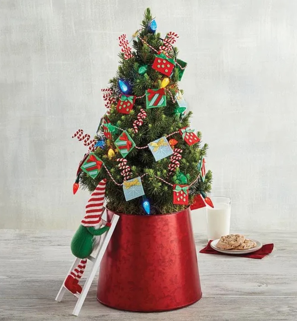 Best Fresh Tabletop Christmas Trees