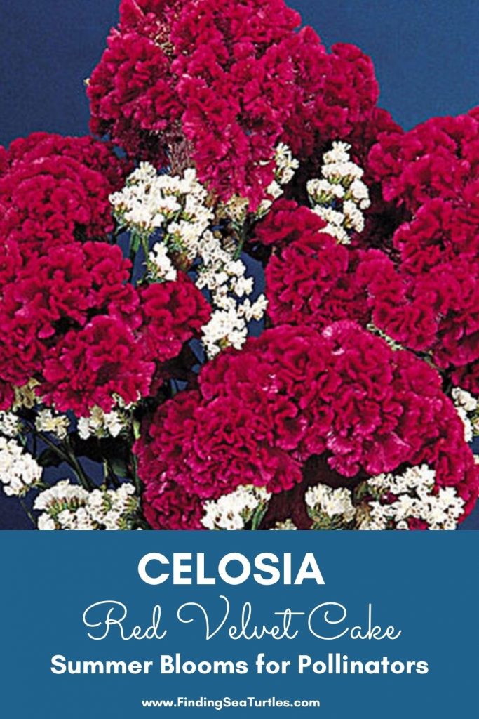 Grow CELOSIA Red Velvet Cake Summer Blooms for Pollinators #Celosia RedVelvetCakeCelosia #Gardening #SummerFlowers #BeneficialForPollinators #BeeFriendly 