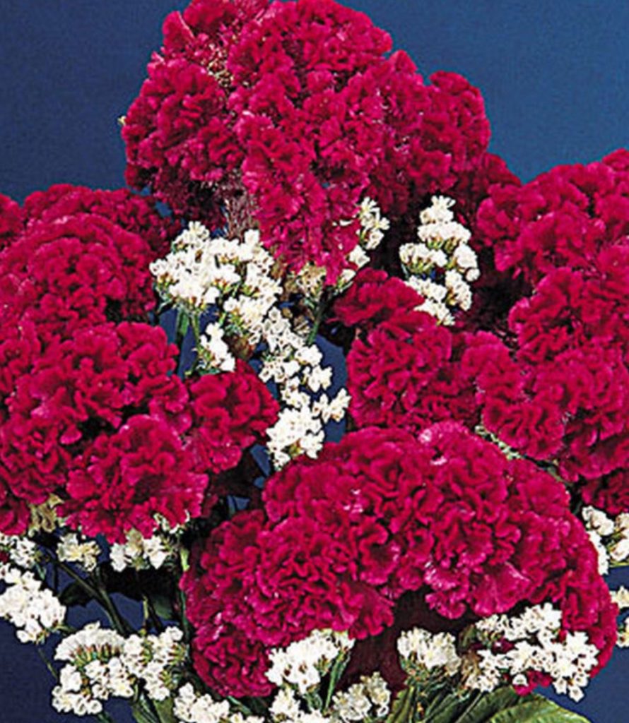 Attracts Pollinator Red Velvet Cake Cut Flower Arrangement #Celosia RedVelvetCakeCelosia #Gardening #SummerFlowers #BeneficialForPollinators #BeeFriendly 