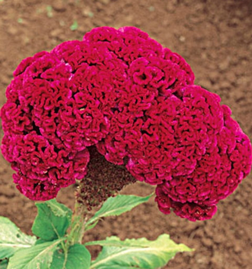 Summer Blooming Red Velvet Cake Celosia #Celosia RedVelvetCakeCelosia #Gardening #SummerFlowers #BeneficialForPollinators #BeeFriendly