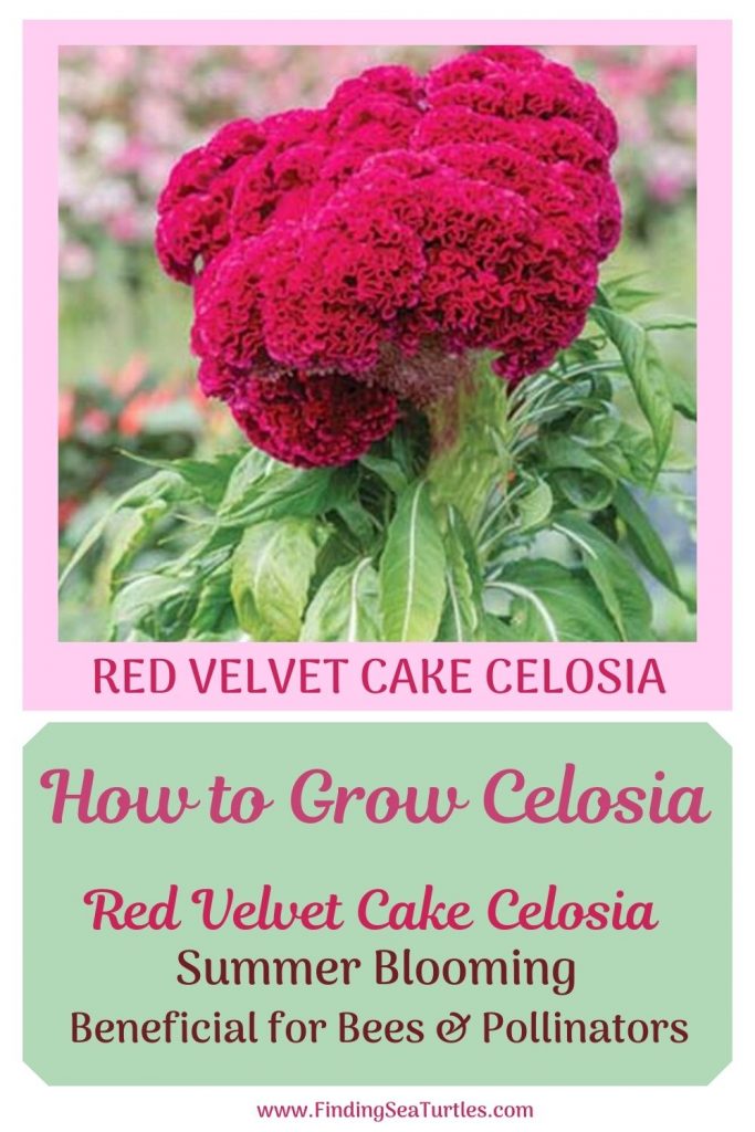 Red Velvet Cake Celosia How to Grow Celosia #Celosia RedVelvetCakeCelosia #Gardening #SummerFlowers #BeneficialForPollinators #BeeFriendly
