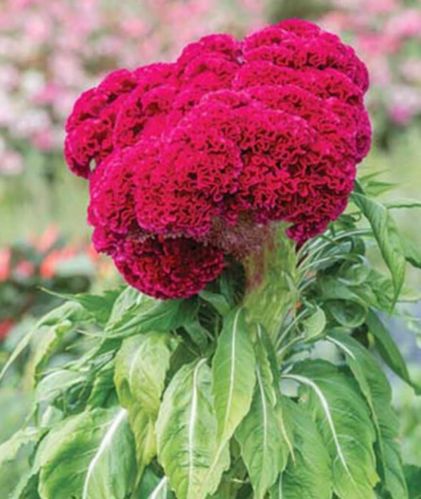 Pollinator Loving How to Grow Celosia such as Red Velvet Cake #Celosia RedVelvetCakeCelosia #Gardening #SummerFlowers #BeneficalForPollinators #BeeFriendly 