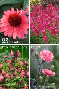 Plants that Grow in Sandy Soil and Sun