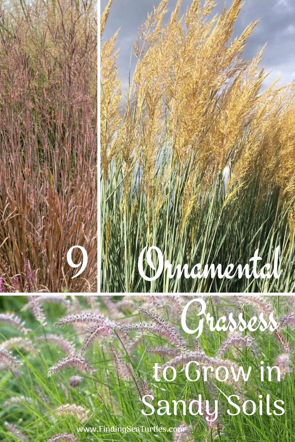 Ornamental Grasses that Grow in Sandy Soil and Sun
