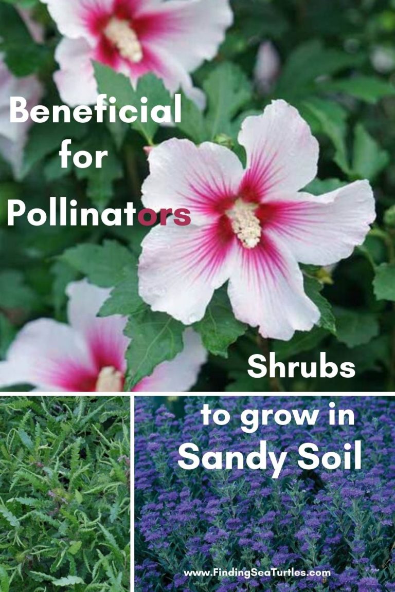 shrubs-that-grow-in-sandy-soil